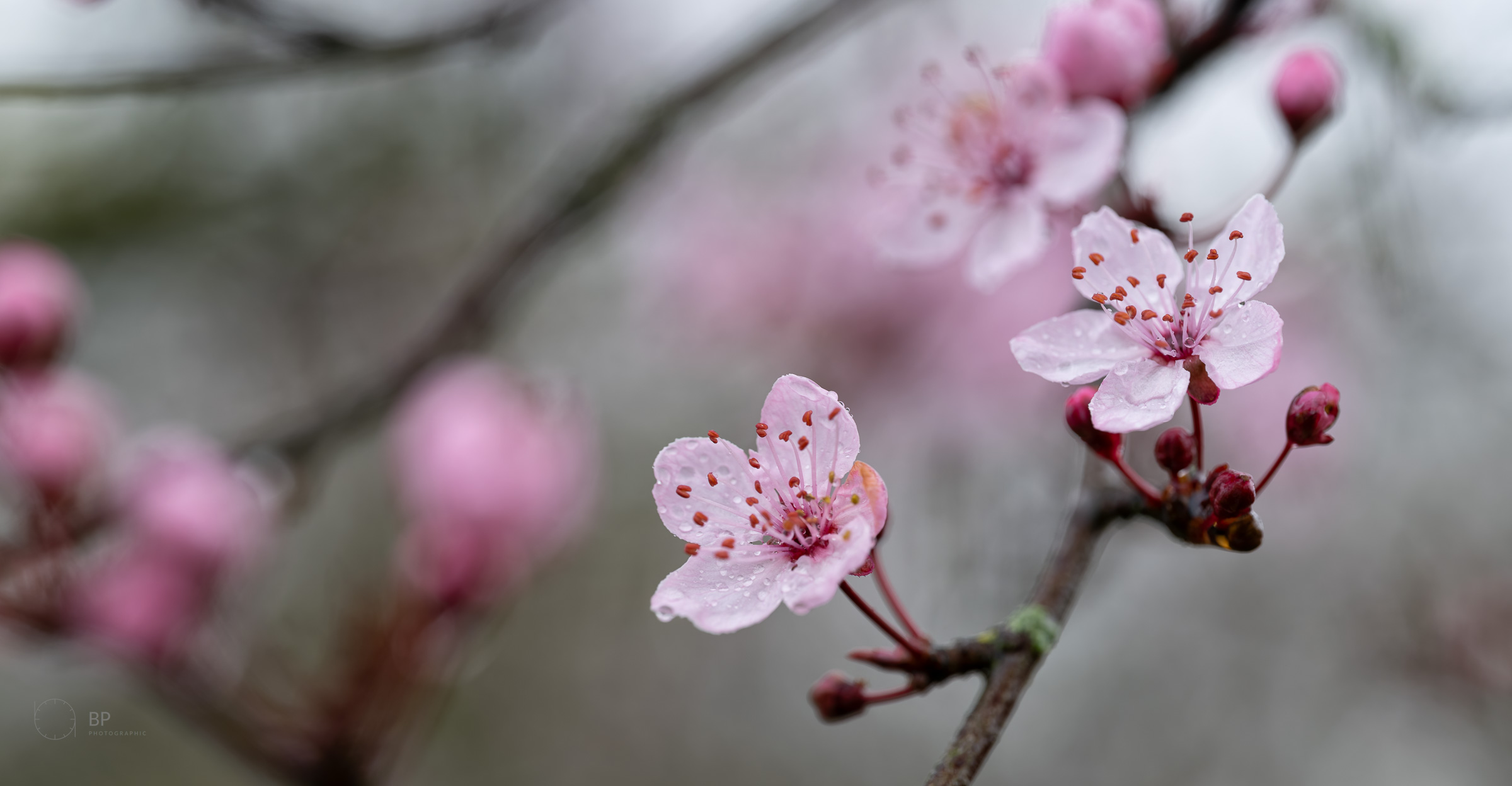 Cherry blossom emerging